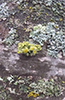 Common Rim Lichen